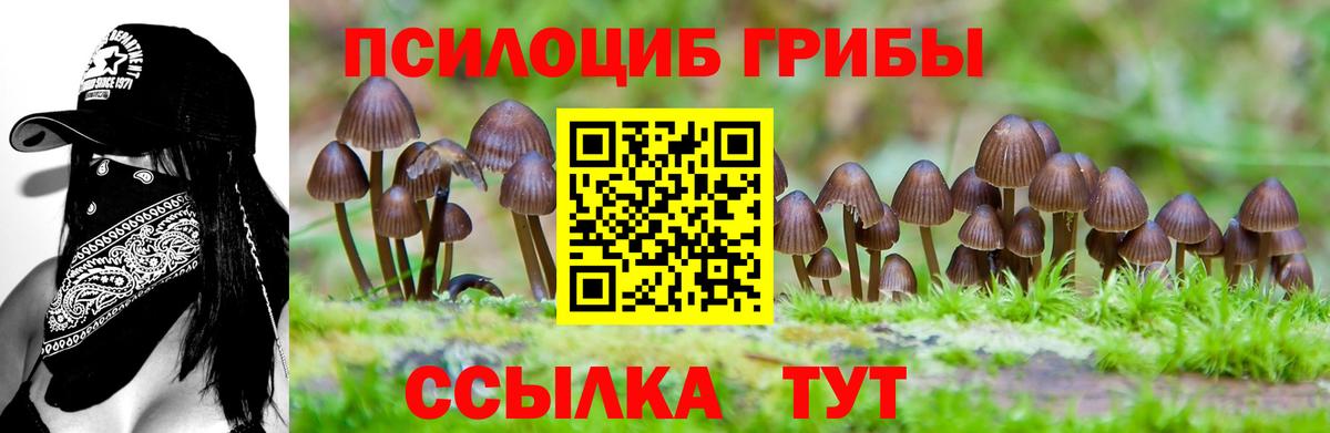 Дятьково  Галлюциногенные грибы Psilocybe  Вход с VPN 