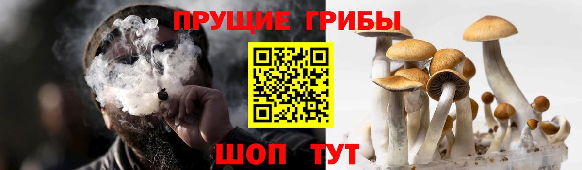 Галлюциногенные грибы GOLDEN TEACHER Дятьково